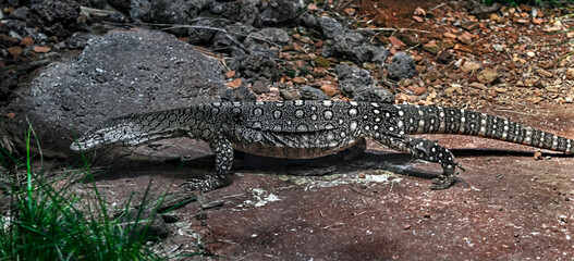 Northern Pilbara rock monitor on the ground. Latin name - Varanus pilbarensis	