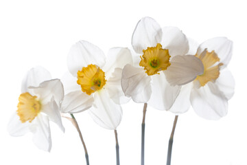 White daffodils against a white background. Selective focus.