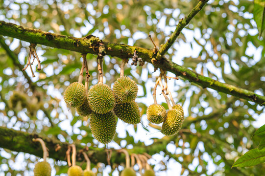 Fresh small durian on tree in the garden, product quality for export, king of fruit in Thailand, agriculture concept