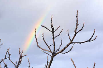 gema almendro arcoiris
