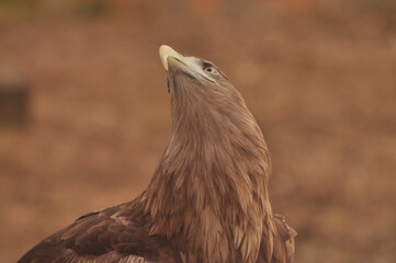 Animals - traditionally (since Aristotle) distinguished category of organisms, currently considered...