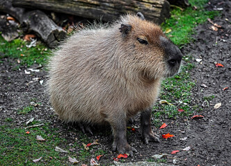 Capybara sitting on the lawn. The biggest modern rodent. Latin name - Hydrochoerus hydrochaeris