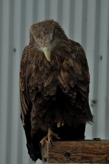 Animals - traditionally (since Aristotle) distinguished category of organisms, currently considered as a biological kingdom. Animals are the main object of study of zoology.