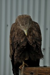 Animals - traditionally (since Aristotle) distinguished category of organisms, currently considered as a biological kingdom. Animals are the main object of study of zoology.