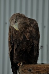 Animals - traditionally (since Aristotle) distinguished category of organisms, currently considered as a biological kingdom. Animals are the main object of study of zoology.