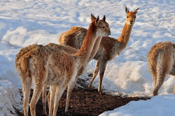 Obraz premium Animals - traditionally (since Aristotle) distinguished category of organisms, currently considered as a biological kingdom. Animals are the main object of study of zoology.