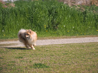 走るポメラニアン