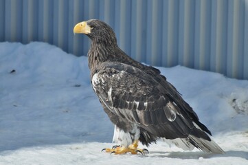 Animals - traditionally (since Aristotle) distinguished category of organisms, currently considered as a biological kingdom. Animals are the main object of study of zoology.