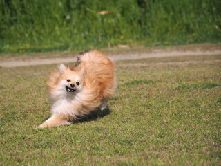 走るポメラニアン
