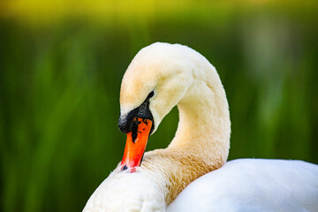 Porträt vom Schwan