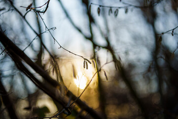 Hasel im Sonnenschein