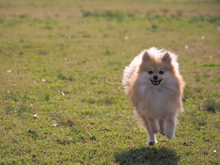 走るポメラニアン