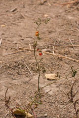 wild tomato in a wasteland with fruits