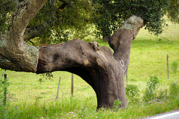 Stripped bark from cork oak on plantation in Alentejo, Portugal
