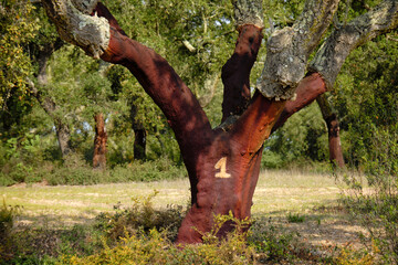 Stripped bark from cork oak on plantation in Alentejo, Portugal