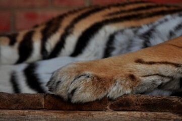 Animals - traditionally (since Aristotle) distinguished category of organisms, currently considered...