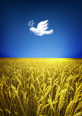 Bete für die Ukraine! Weiße Friedenstaube über gelbem Weizenfeld. In den Farben der ukrainischen...