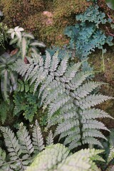 fern leaf in the forest