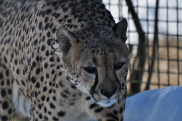 Animals - traditionally (since Aristotle) distinguished category of organisms, currently considered as a biological kingdom. Animals are the main object of study of zoology.