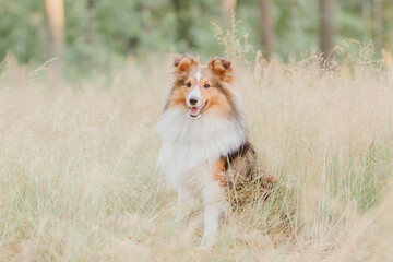 Fototapeta na wymiar Dog portrait. Dog close-up. Shetland Sheepdog. Sheltie dog