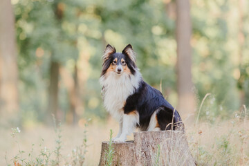 Obraz premium Dog portrait. Dog close-up. Shetland Sheepdog. Sheltie dog