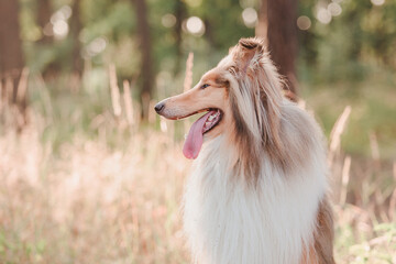 The Rough Collie dog 