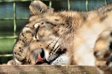 Animals - traditionally (since Aristotle) distinguished category of organisms, currently considered as a biological kingdom. Animals are the main object of study of zoology.