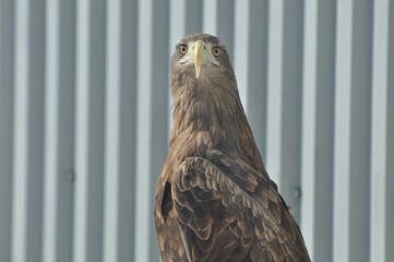 Animals - traditionally (since Aristotle) distinguished category of organisms, currently considered...