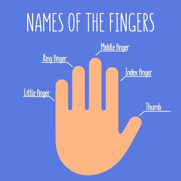 Names of the fingers. Flat style. Vector editable.