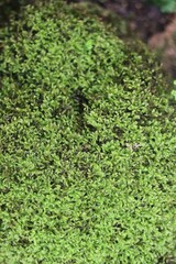 green moss growing on the rock in the meadow