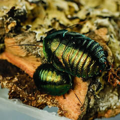 stag beetle on the leaf