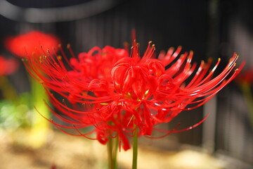 彼岸花