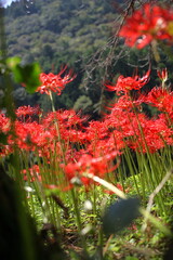 彼岸花