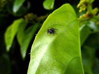 aracnídeo aranha araneae