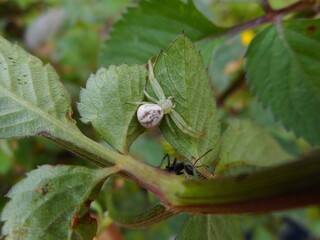 aracnídeo aranha araneae