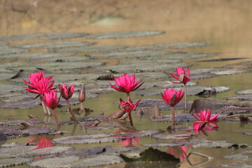Some blossomed red and pink water lilies