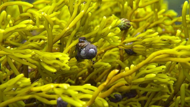 Algae Bifurcaria bifurcata close-up with sea snails Steromphala umbilicalis underwater in the ocean, Eastern Atlantic, Spain, Galicia