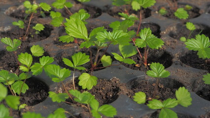 growing strawberries at home. preparation of plants for planting