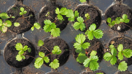 growing strawberries at home. preparation of plants for planting