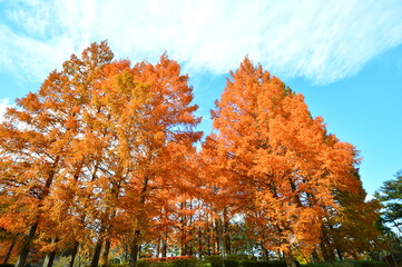 青い空と眩しい紅葉