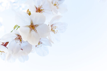 日本の桜の花と白のバックグラウンド