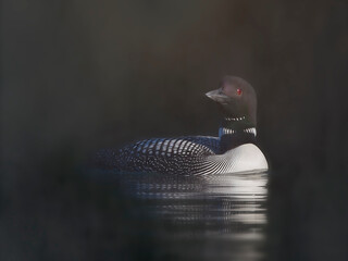 Common Loon (Gavia immer) swimming in the early morning fog on Buck Lake, Ontario, Canada - 498937634