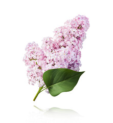 Fresh lilac blossom beautiful purple flowers