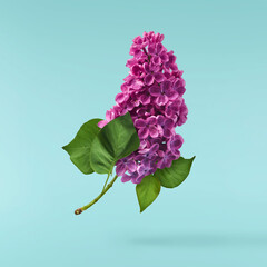 Fresh lilac blossom beautiful purple flowers