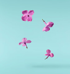 Fresh lilac blossom beautiful purple flowers