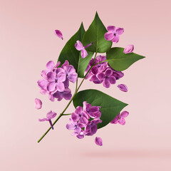 Naklejka na ściany i meble Fresh lilac blossom beautiful purple flowers
