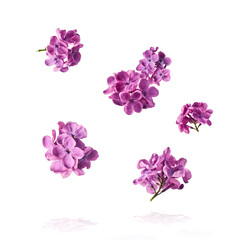 Naklejka na ściany i meble Fresh lilac blossom beautiful purple flowers