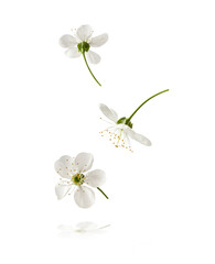 Obraz premium A beautiful image of sping white cherry flowers flying in the air