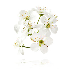 A beautiful image of sping white cherry flowers flying in the air