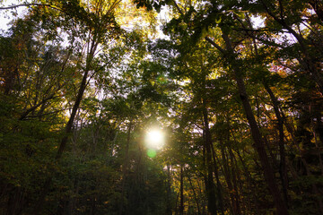 Fototapeta premium Trees in the woods with sunlight